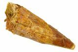 Fossil Pterosaur (Siroccopteryx) Tooth - Morocco #329000-1